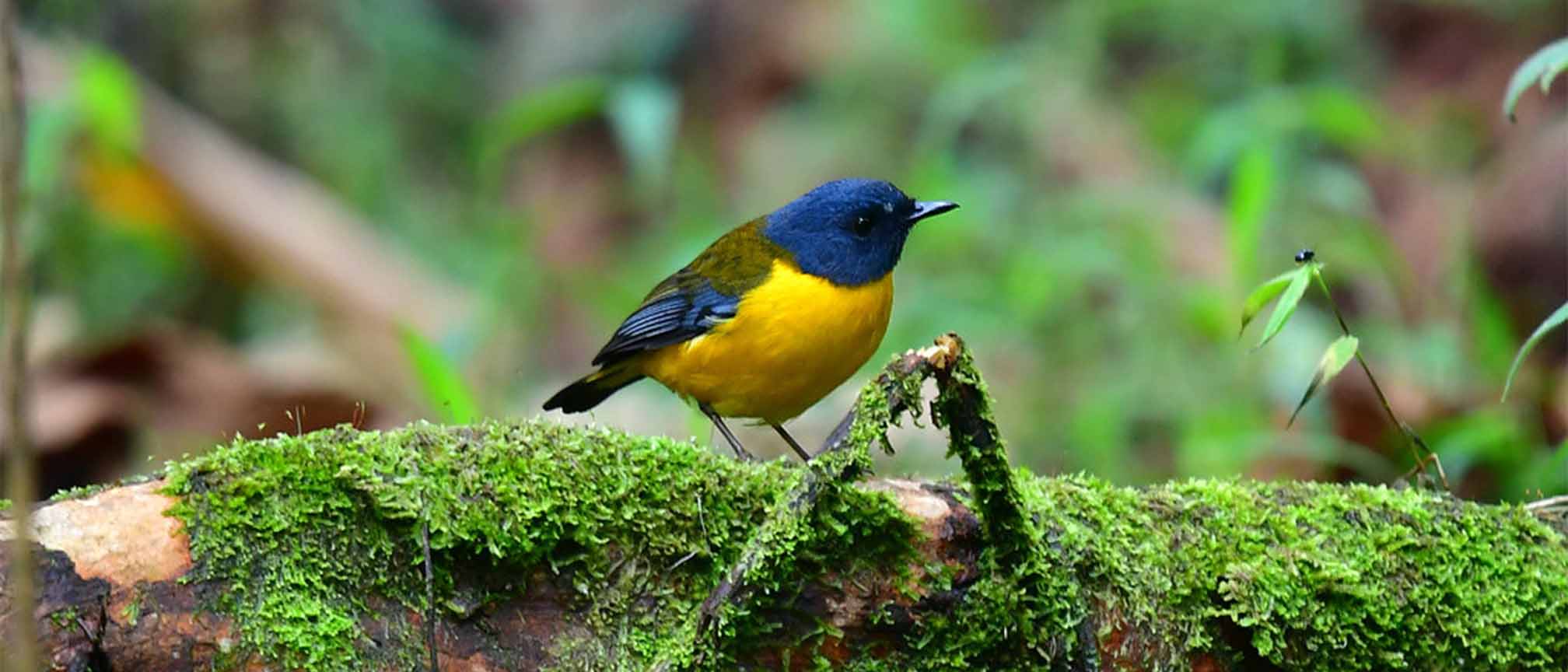 7 Day Uganda Birding Tour