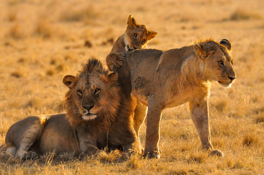 serengeti national park lions 