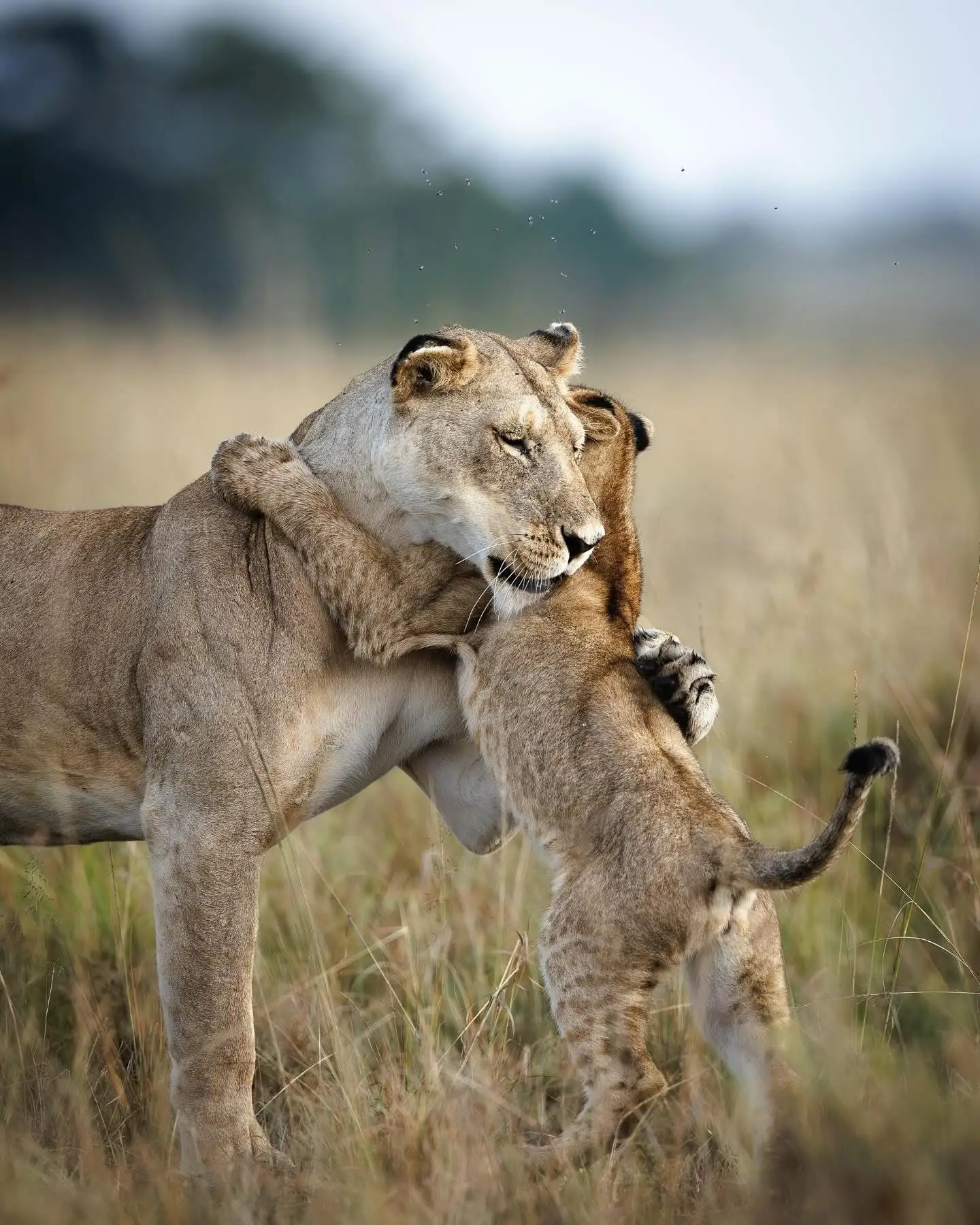 5 Days Queen Elizabeth Safari & Boat Cruise