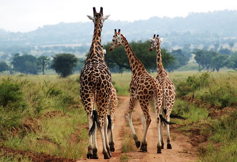 3 Days Kidepo Wildlife Safari
