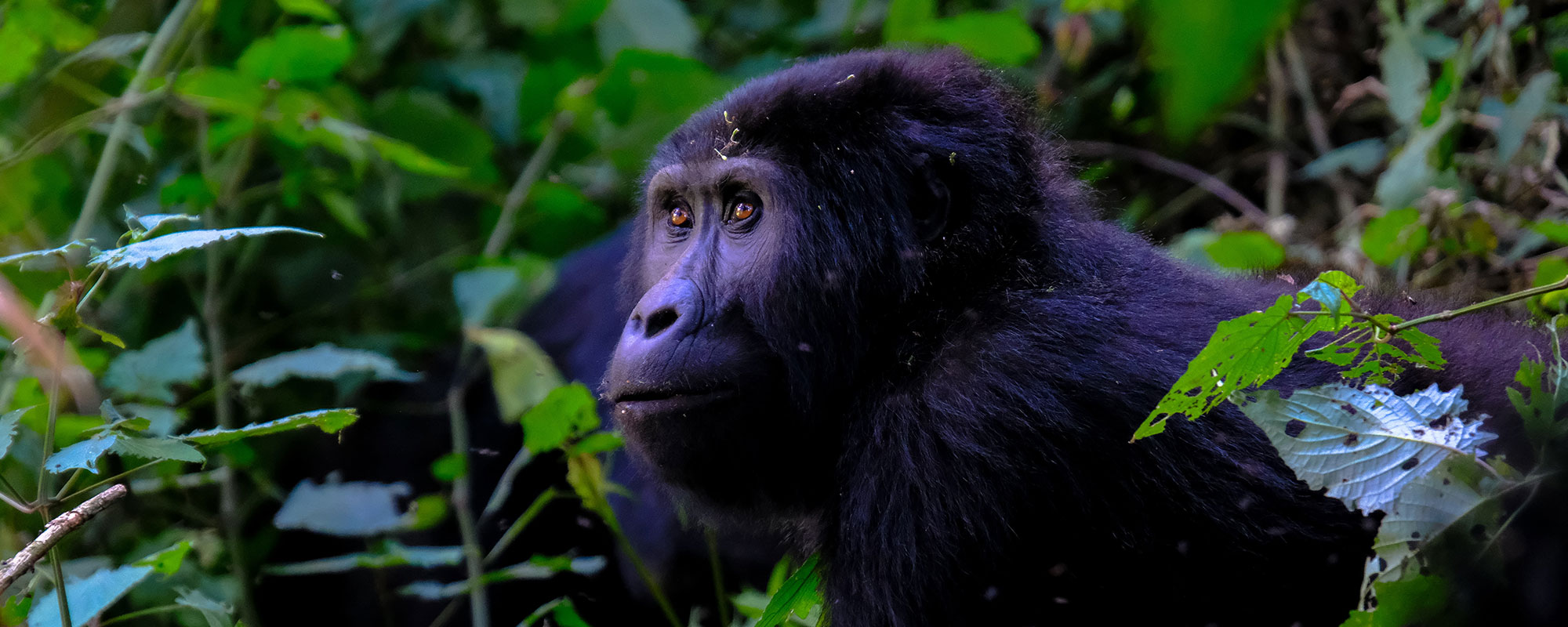 8 Day Rwanda and Uganda Gorilla tour
