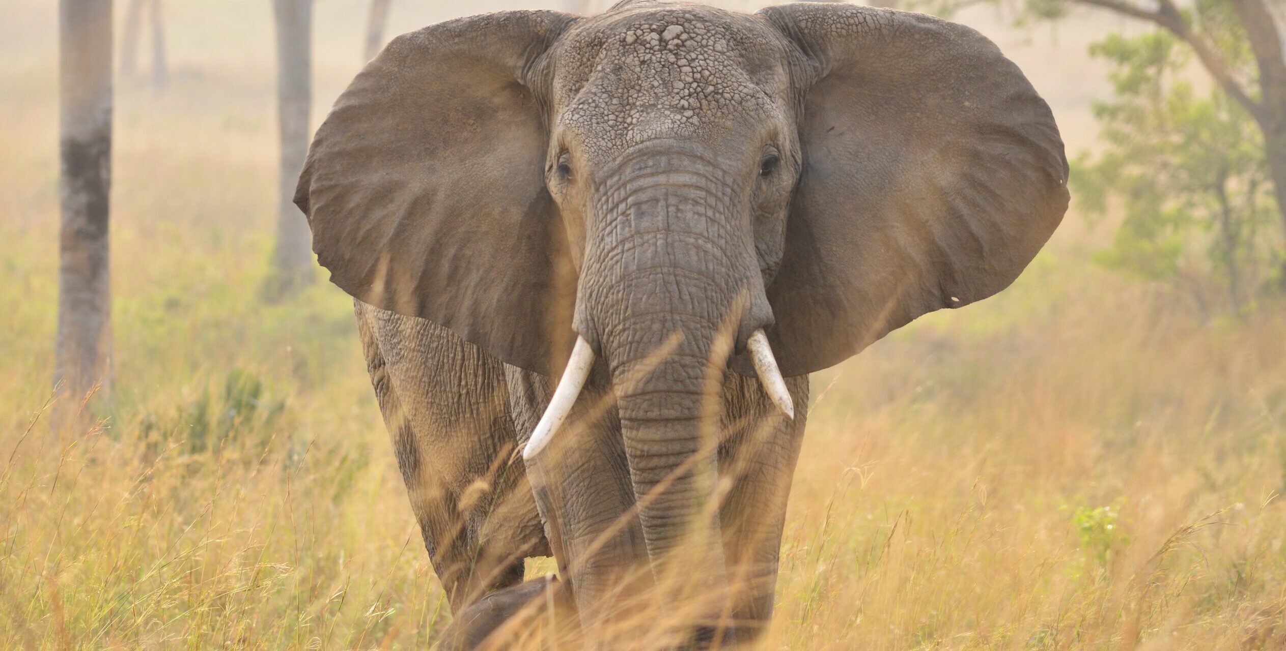 9-Day Classic Zimbabwe Safari Package