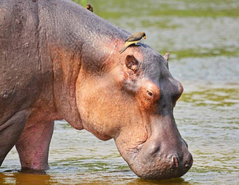 9-Day Classic Zimbabwe Safari Package