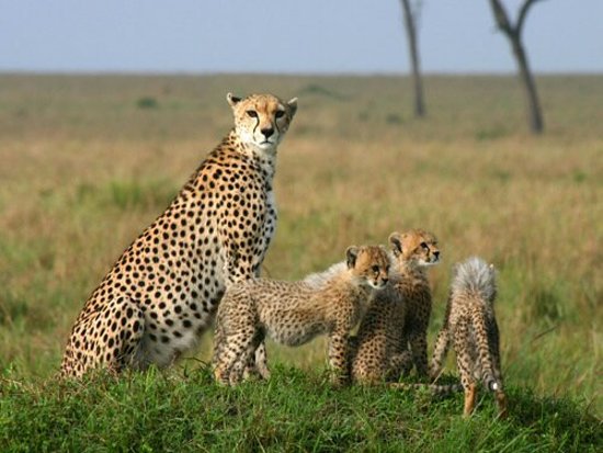7 Day Tanzania Wildlife And Beach Tour