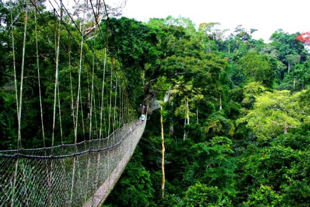 Nyungwe Canopy Walk, Rwanda