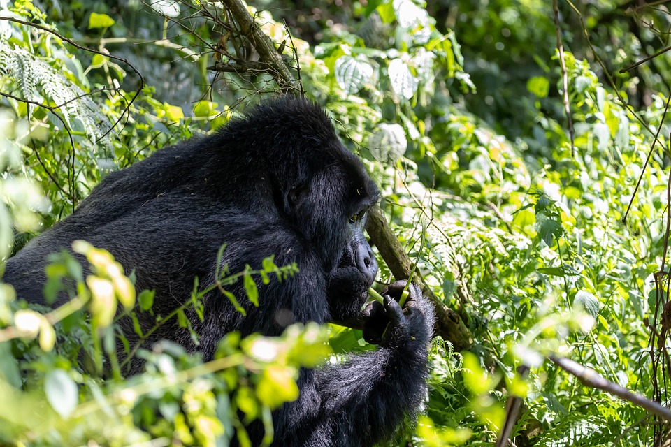 Gorilla Trekking in Uganda And Rwanda