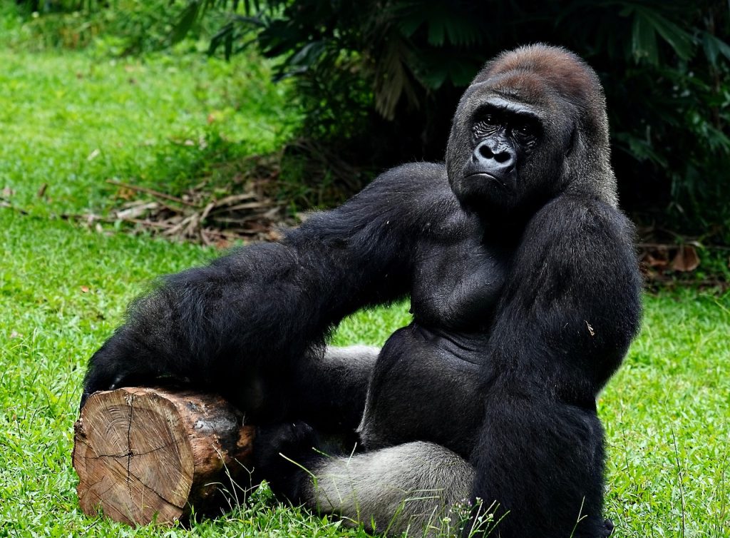 3 Days Luxury Gorilla Trekking Rwanda Safari
