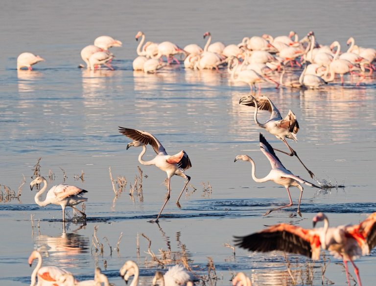 Lake Nakuru National park