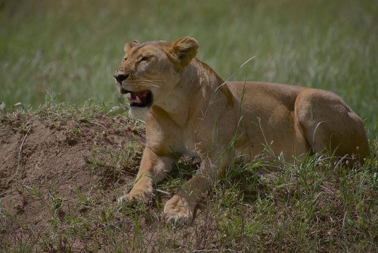 3 Days Serengeti Wildlife Tour