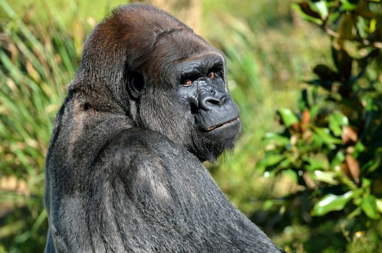 5 Day Rwanda Primate Safari