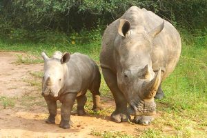 Ziwa rhino and wildlife sanctuary: Home to white rhinos