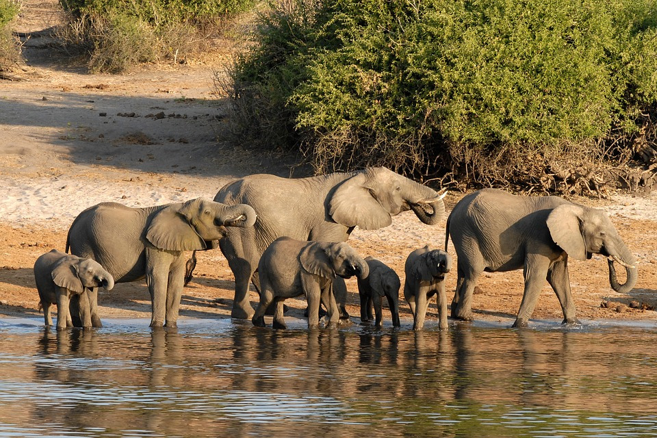4-Day Chobe National Park Safari