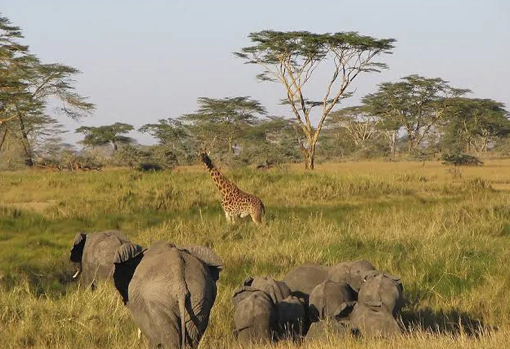 Lomami National Park