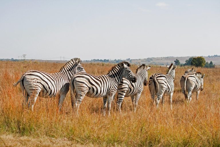 8-Day Kruger Safari & Cape Town