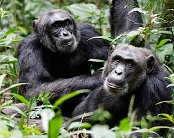 Chimpanzees at Kibale National Park