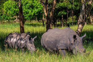 6 Days Wildlife Experience: White rhinos
