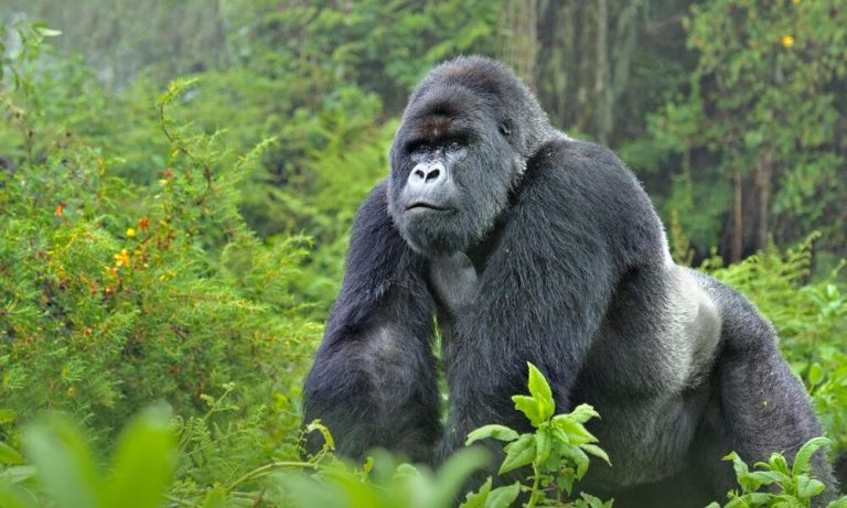 Bwindi Impenetrable National Park