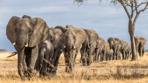 8 Days Serengeti Adventure: A herd of elephants