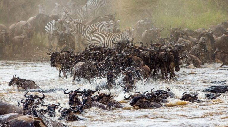 Wildebeest Migration safaris