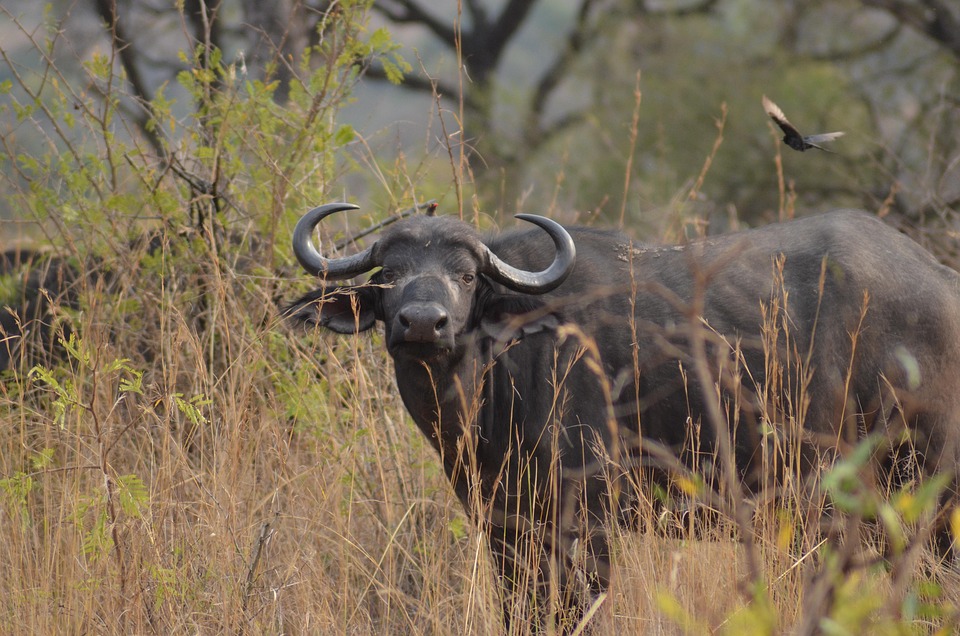 Kruger National Park