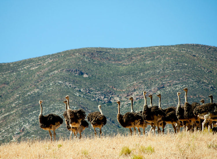 13 Day South Africa & Seychelles Honeymoon Tour