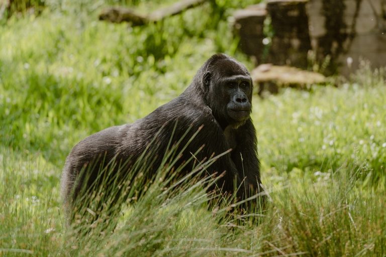 9 Days Uganda Gorilla, Chimpanzee and Golden Monkey Trekking
