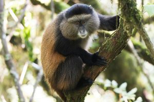 10 Days Rwanda & Uganda Safari