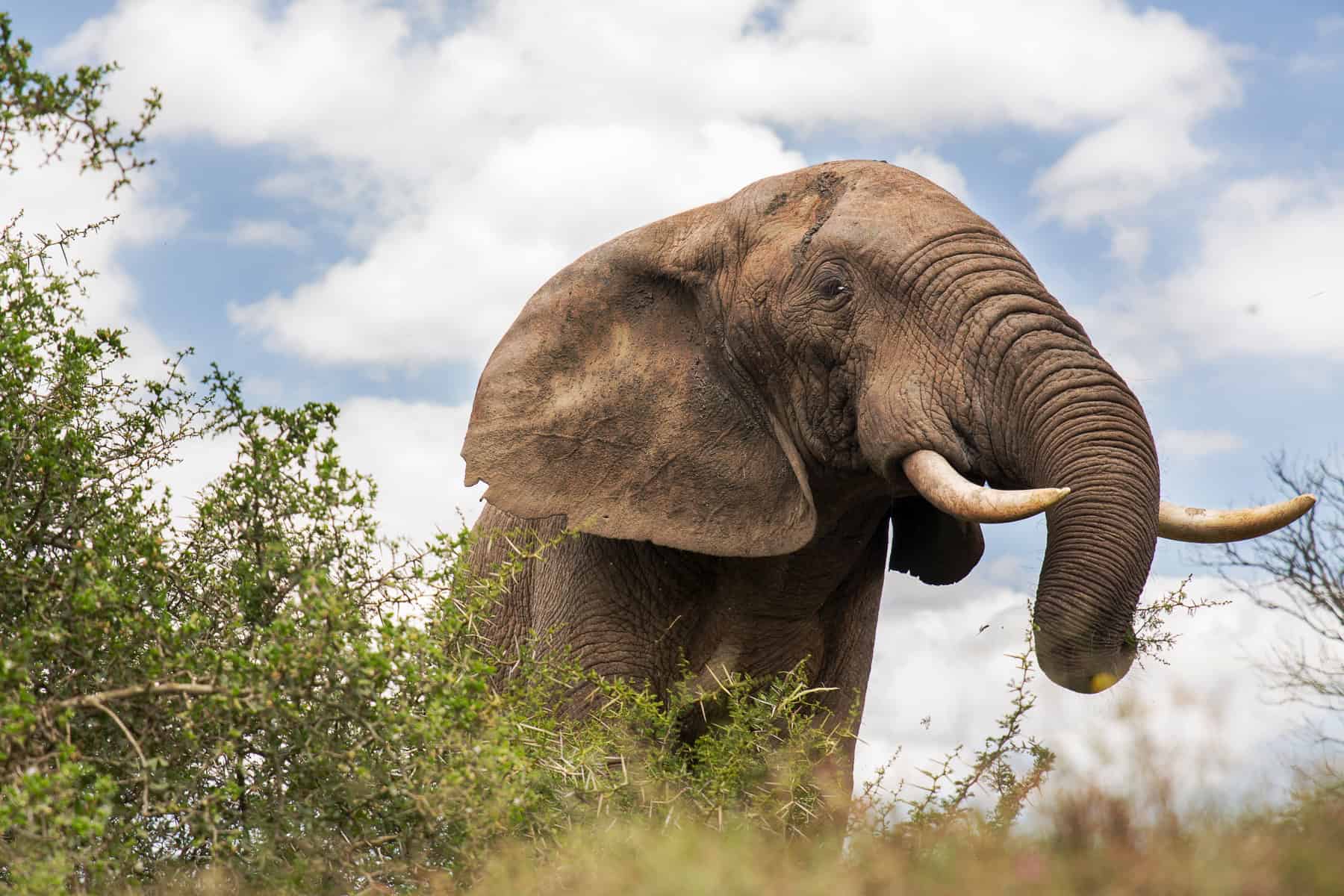 Addo Elephant National Park