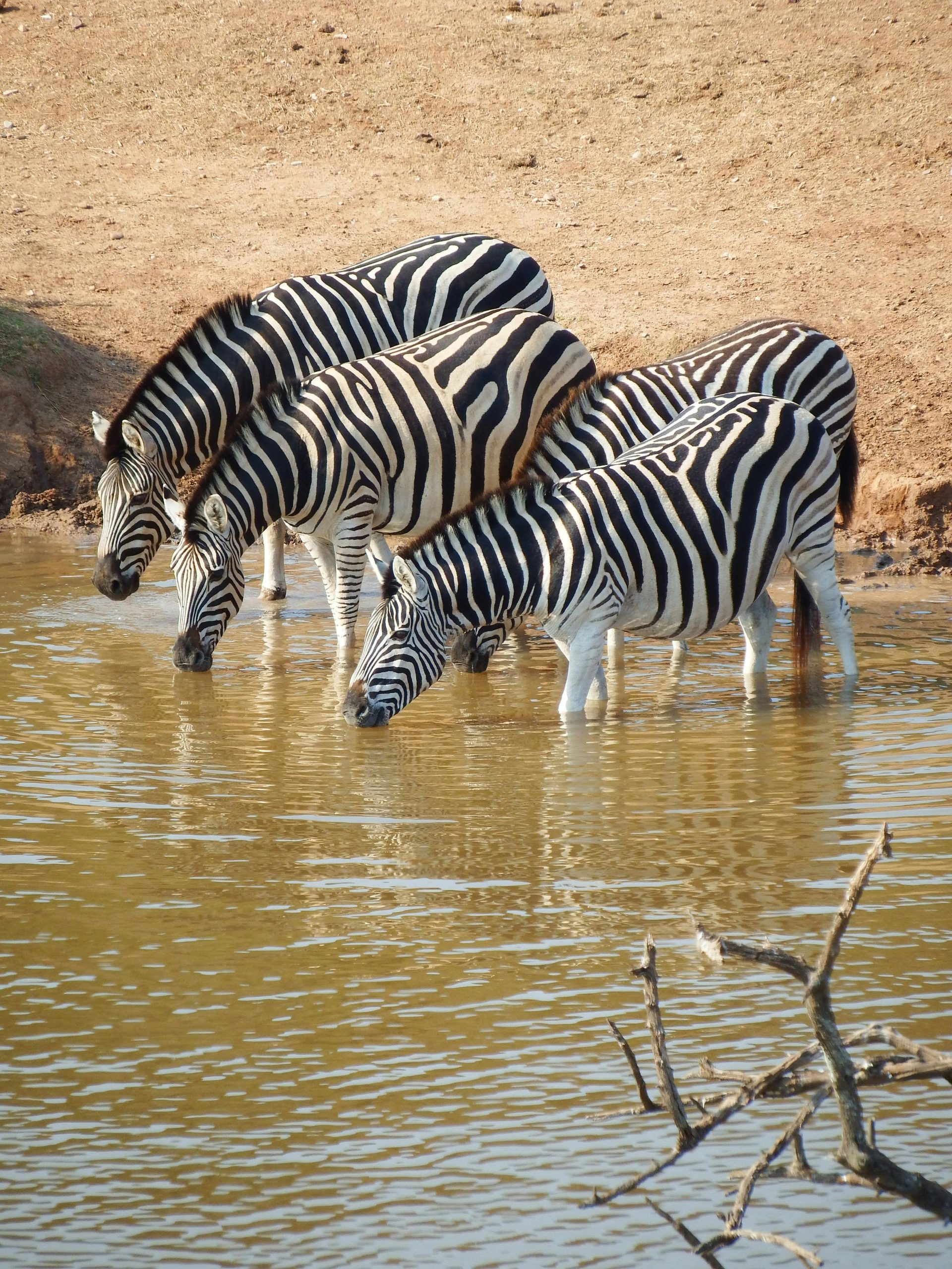 3 Days Lake Mburo Safari: Zebras drinking water at Lake Mburo National Park