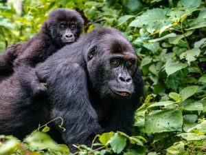 Rwanda Gorilla & Big Five Safari