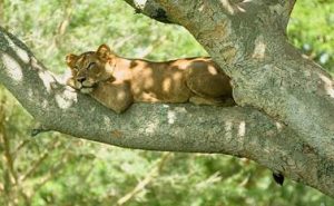 7 Days Uganda Gorilla & Wildlife Safari