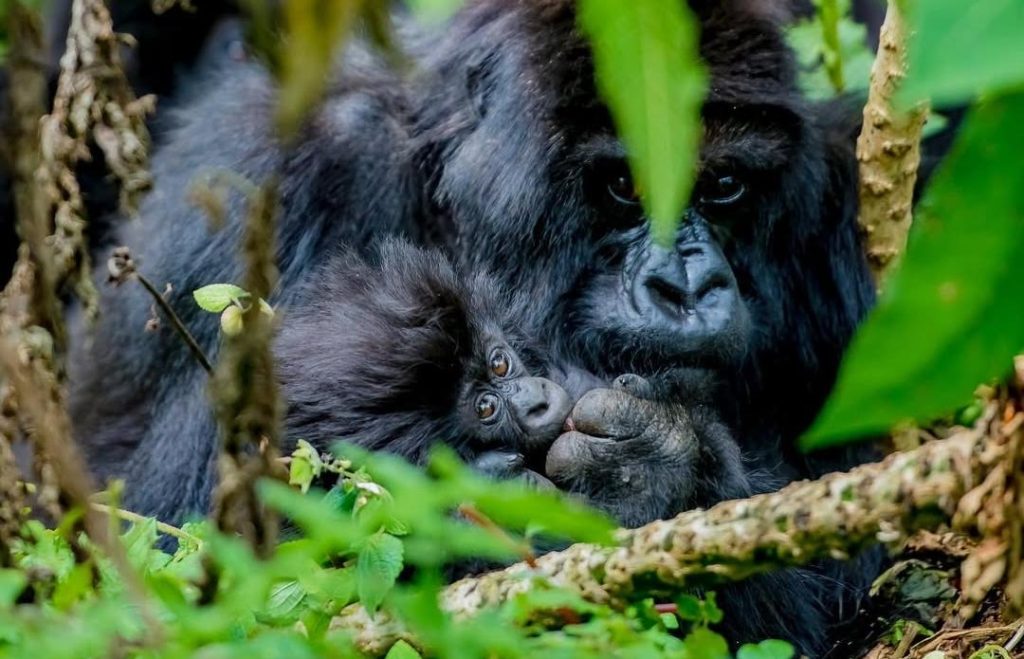 Kwita Izina: Rwanda Gorilla NaCeremony