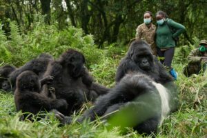 Ultimate 10-Day Primate & Plains Safari