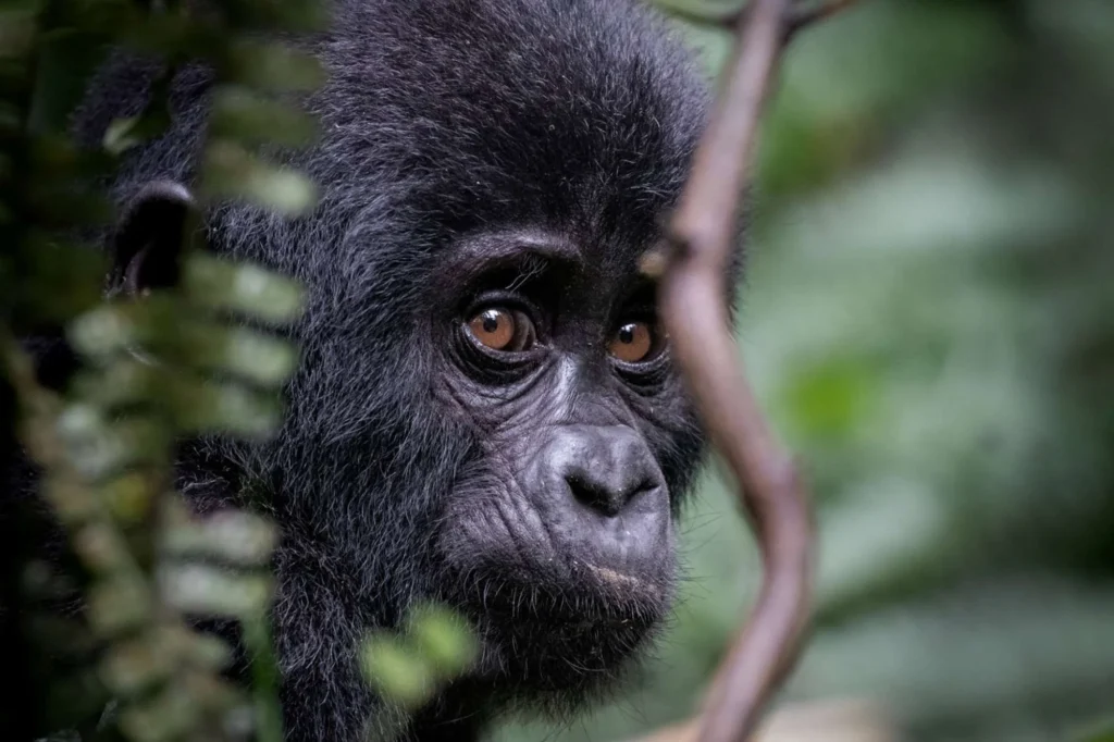 Mountain Gorilla Vs the Low Land Gorillas