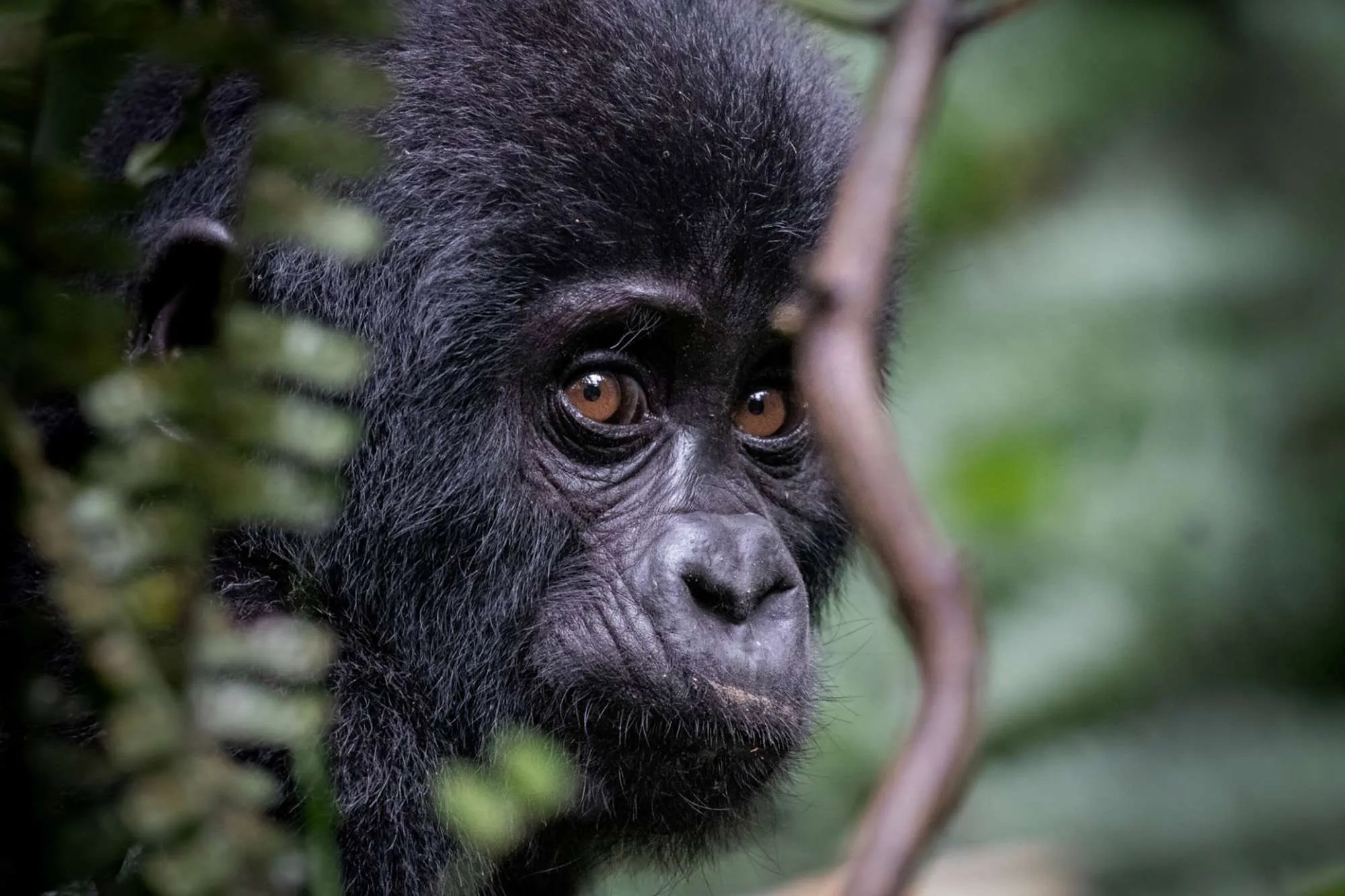 Mountain Gorilla Vs the Low Land Gorillas