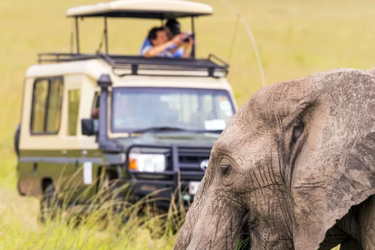 Reasons To Book Your Uganda Safari Early