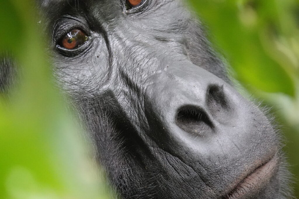 Rwanda vs Uganda Gorilla Trekking