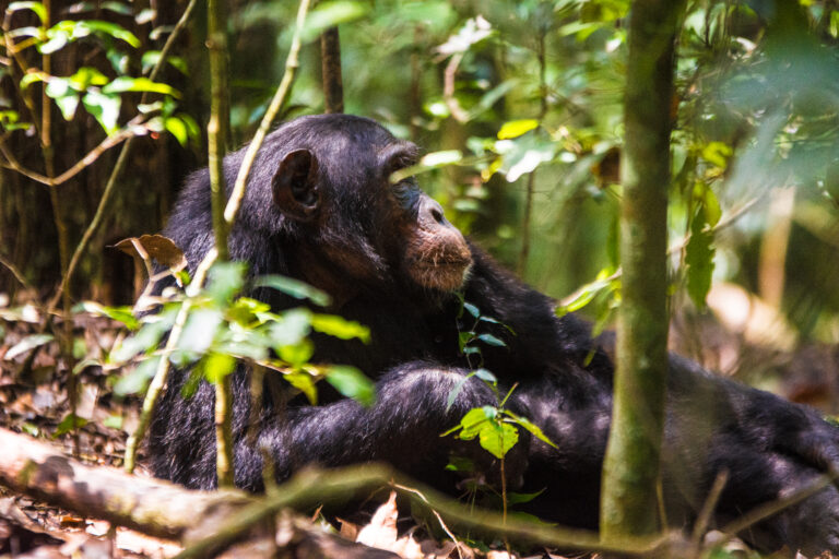 Chimpanzee Trekking in Nyungwe Forest