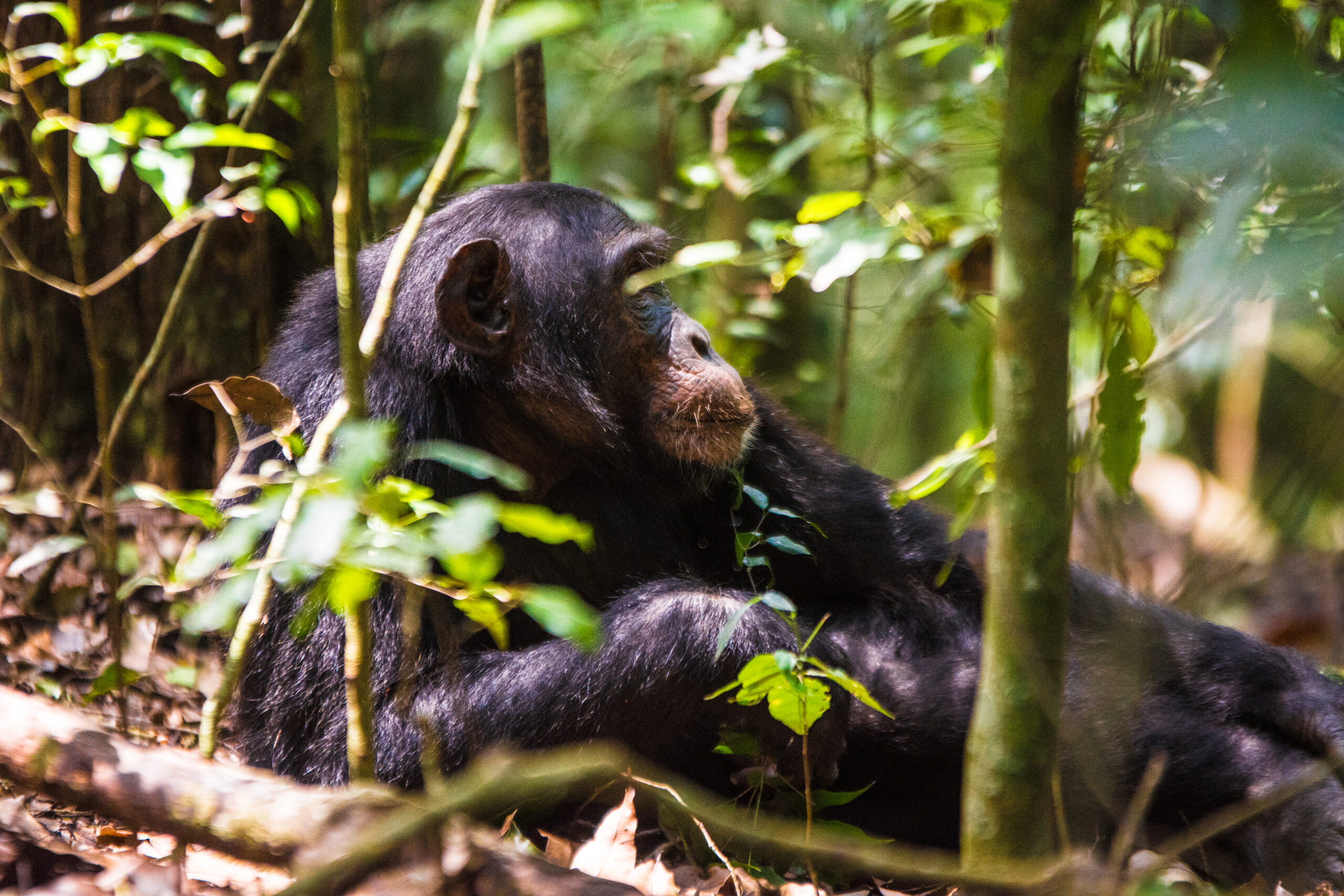 Chimpanzee Trekking in Nyungwe Forest