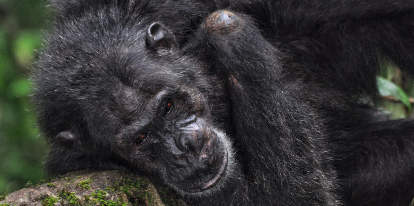 Tourists trekking through dense misty jungle to see gorillas while asking why visit Uganda for adventure.