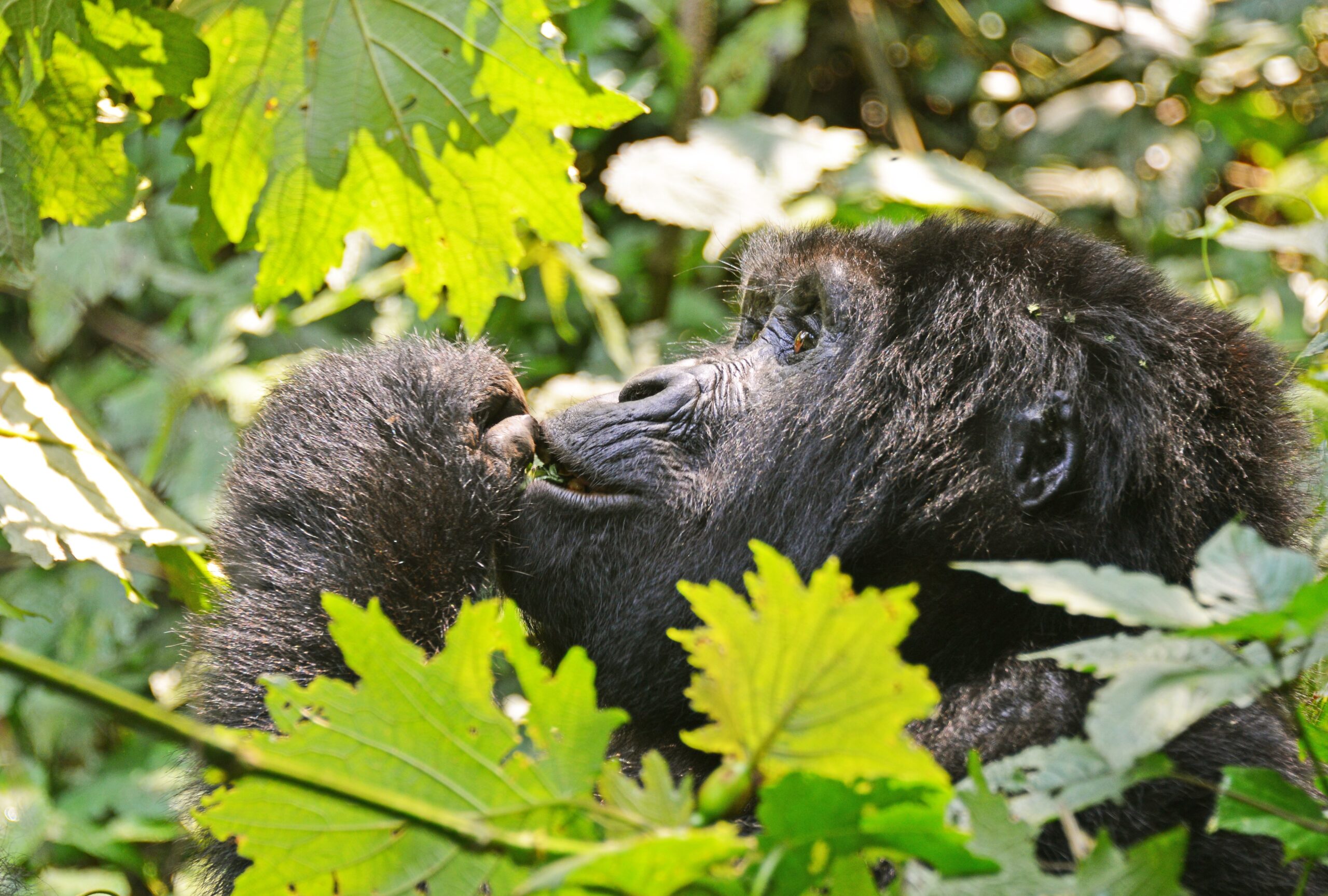 Rwanda vs Uganda Gorilla Trekking