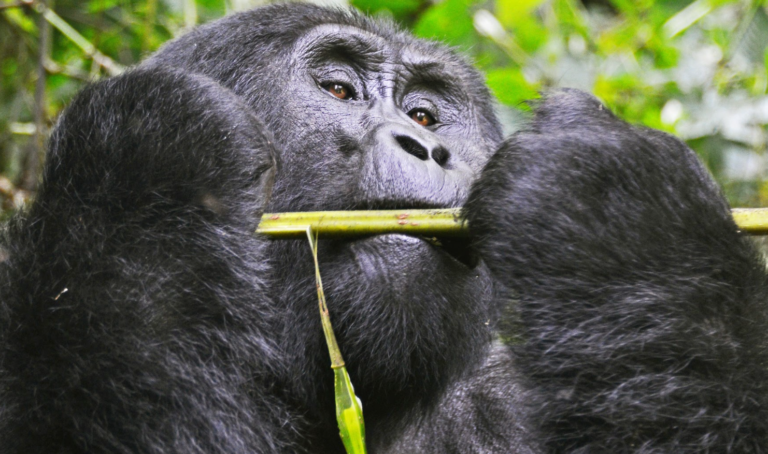 mountain gorilla in Bwindi Impenetrable National Park showing why visit Uganda for wildlife safaris.