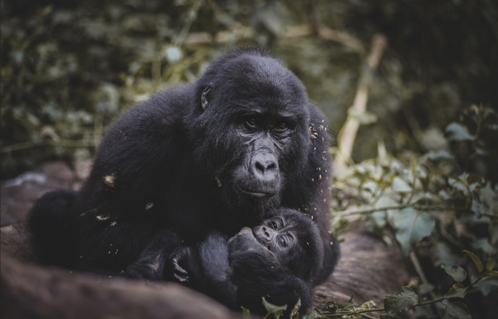Uganda Safaris and Gorilla trekking Experience