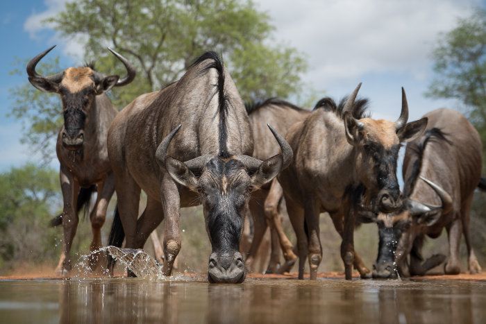 Kenya wildlife safari landscape