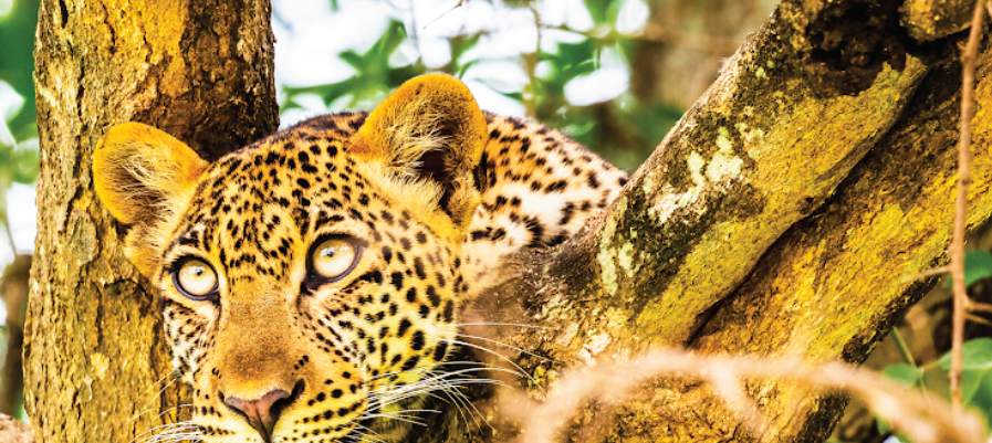 Leopard resting on a tree