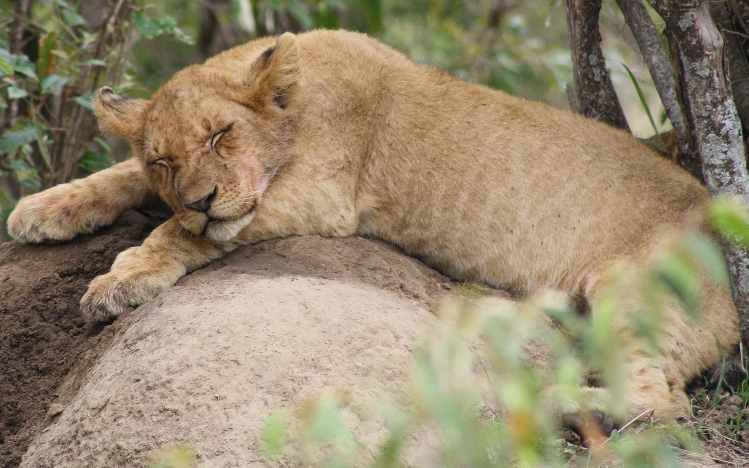 3 Days Maasai Mara Safari Experience