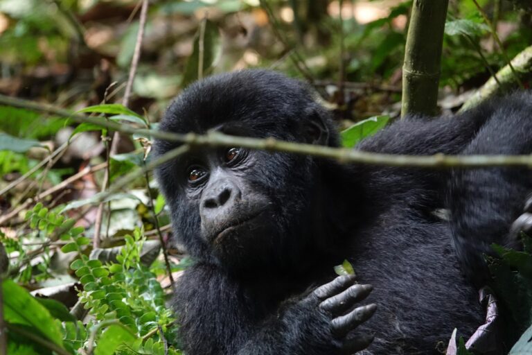 Gorilla Habituation Experience at Bwindi National Park