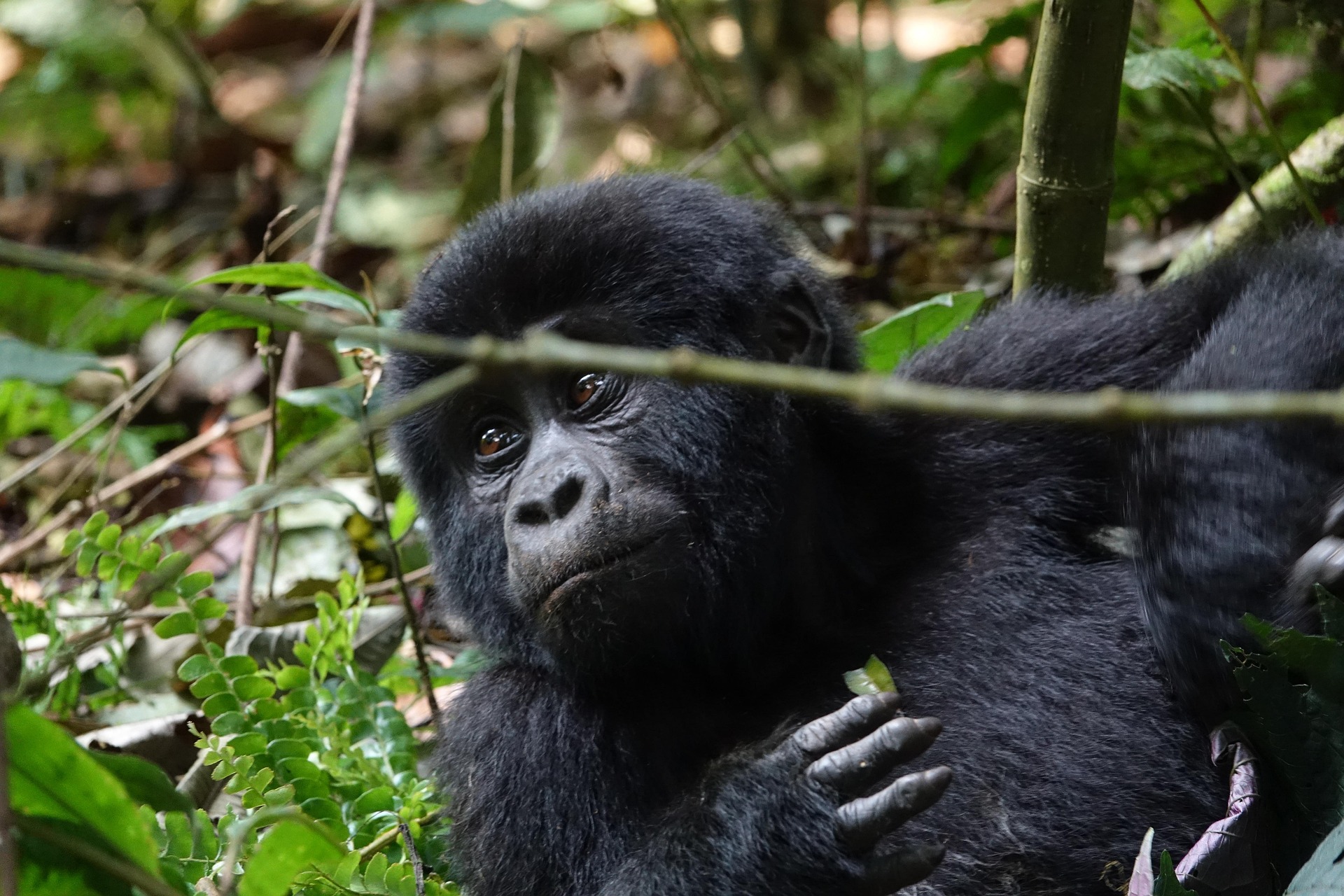 Gorilla Habituation Experience at Bwindi National Park