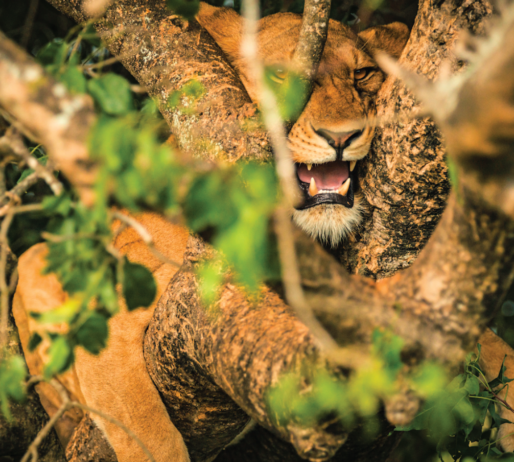  Uganda photography safaris