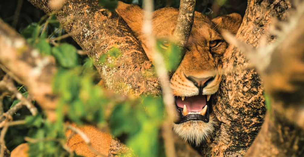 Tree-climbing lion resting in fig tree in Queen Elizabeth National Park, a top reason why visit Uganda.